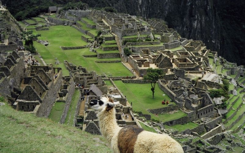 Machu Picchu llama